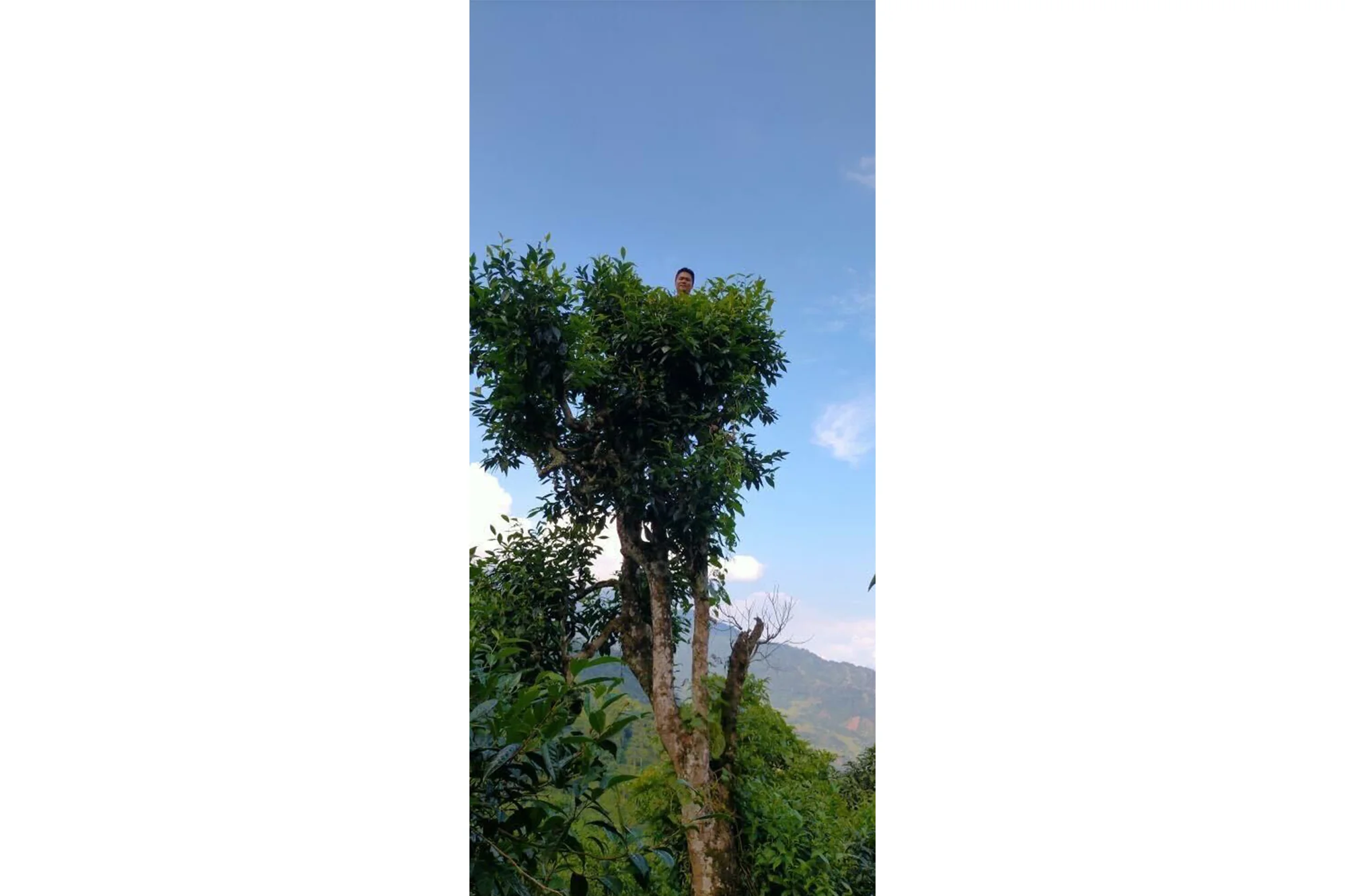 2021 Wild Shou - Image 3