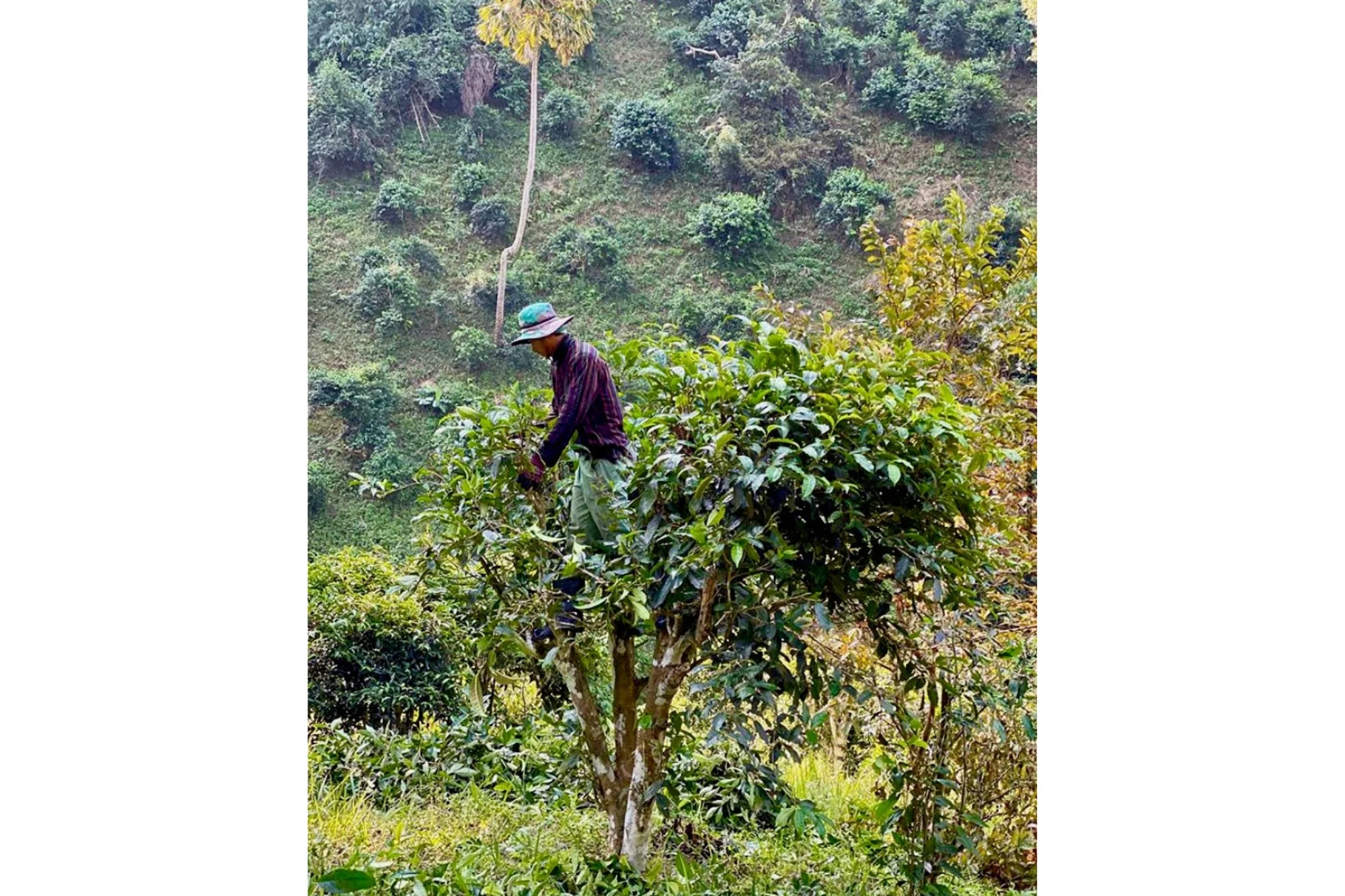 Chiang Rai Black - Image 3