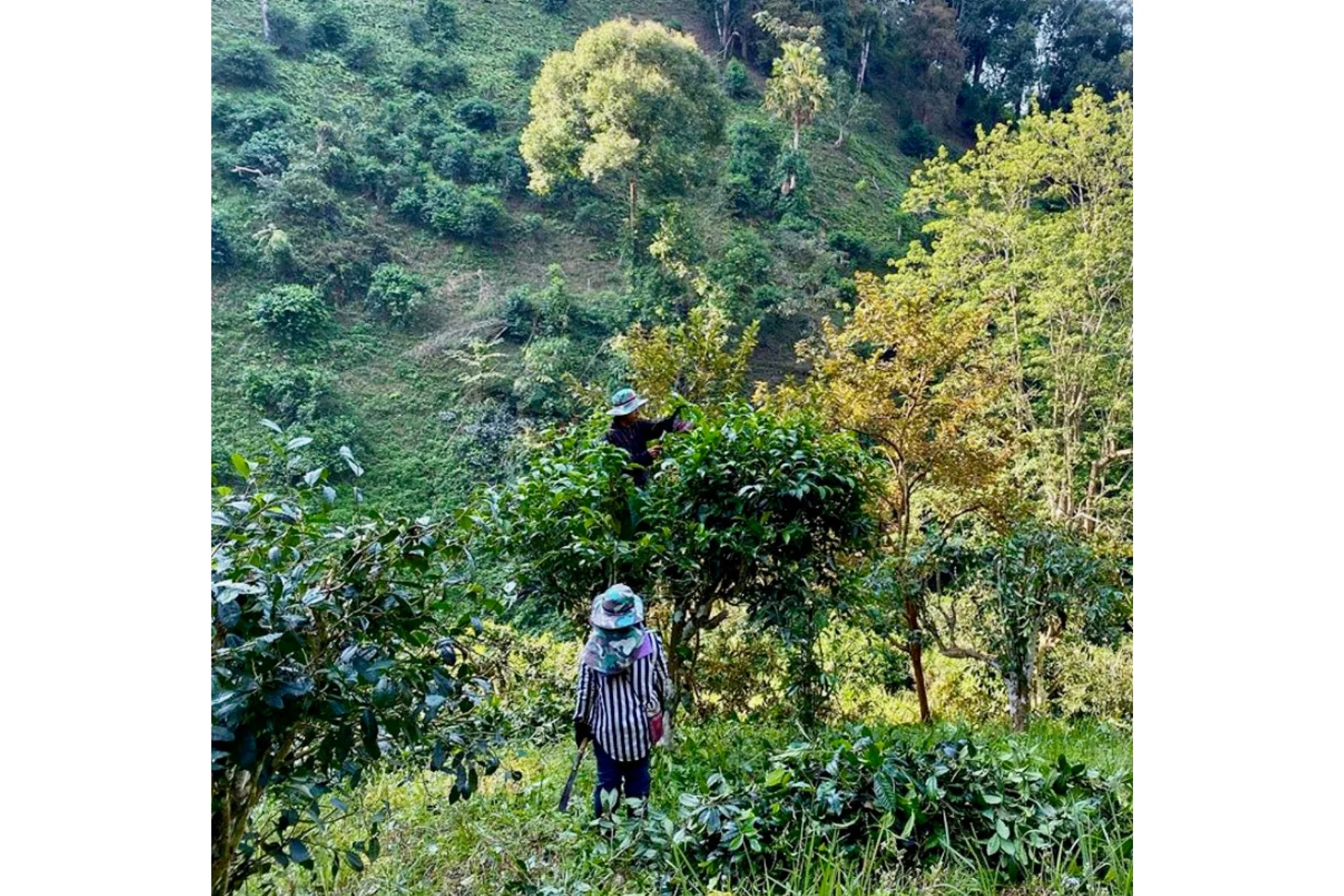 Chiang Rai White - Image 4