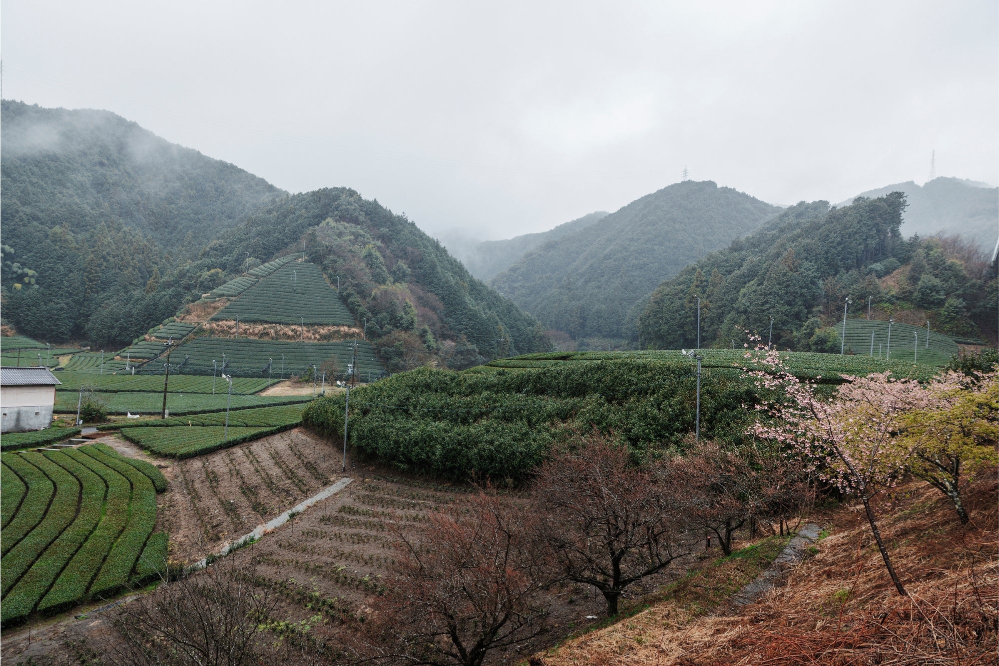 Hanadoki, PARU Reserve (CBF Exclusive) - Image 3