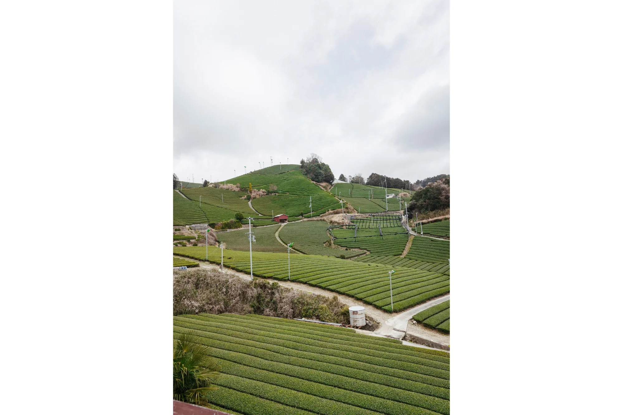 Hanadoki, PARU Reserve (CBF Exclusive) - Image 4