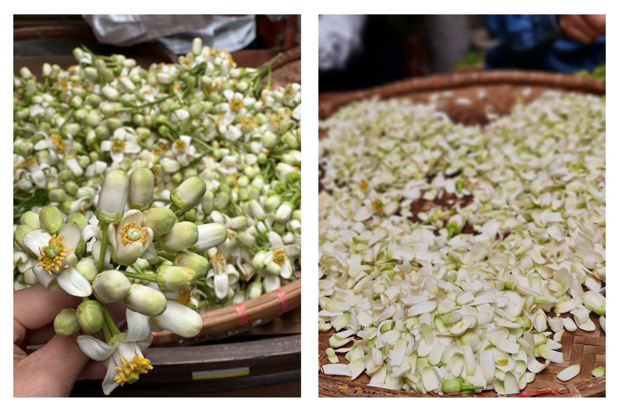 Pomelo Wild, PARU Reserve - Image 3